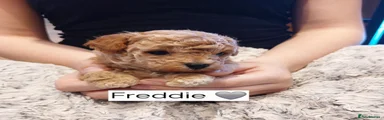 Toy Poodle Puppy 3