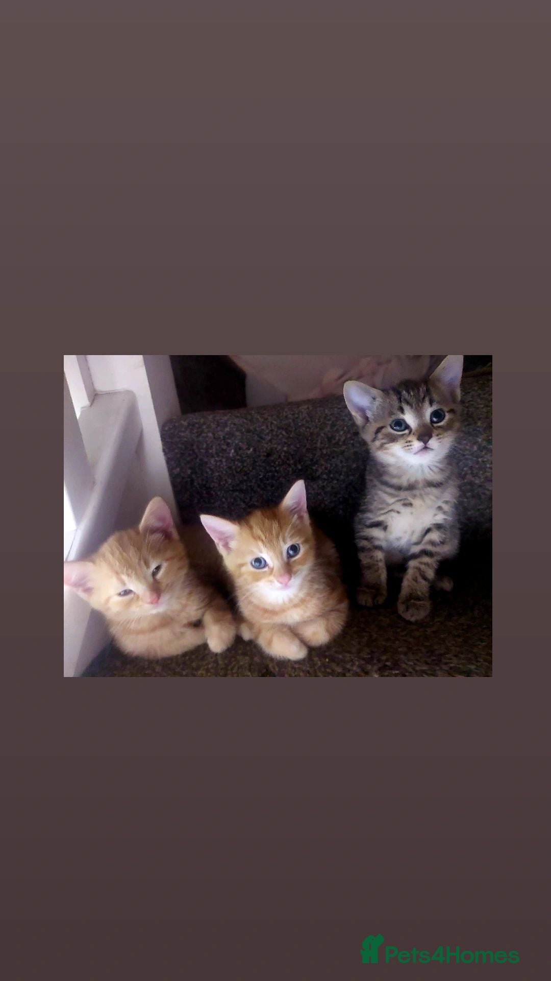 Bengal cats Bengal X British short-haired  - Advert 18