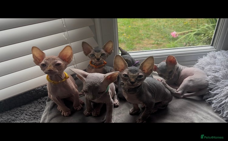Sphynx cats - Advert 3