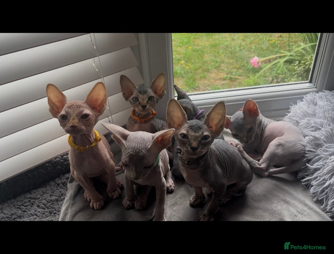 Sphynx cats for sale: Luna - August ready kitty’s in need of loving homes - Image 11