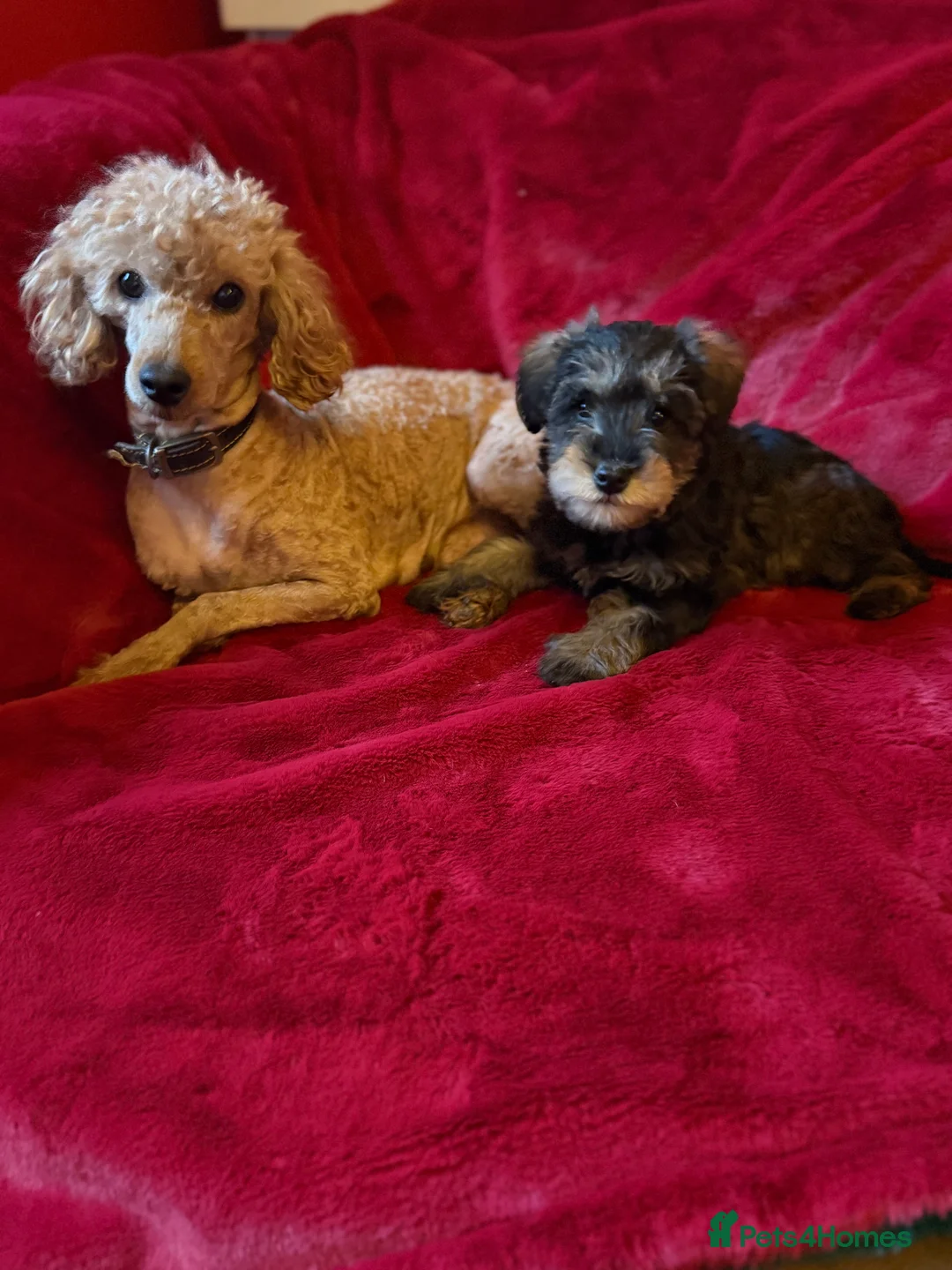 Mixed Breed dogs for sale: Two beautiful mini schnoodle pups - Advert 5