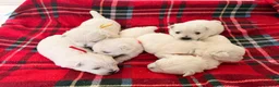 West Highland Terrier dogs for sale: West Highland White Terrier Pups - Advert 2