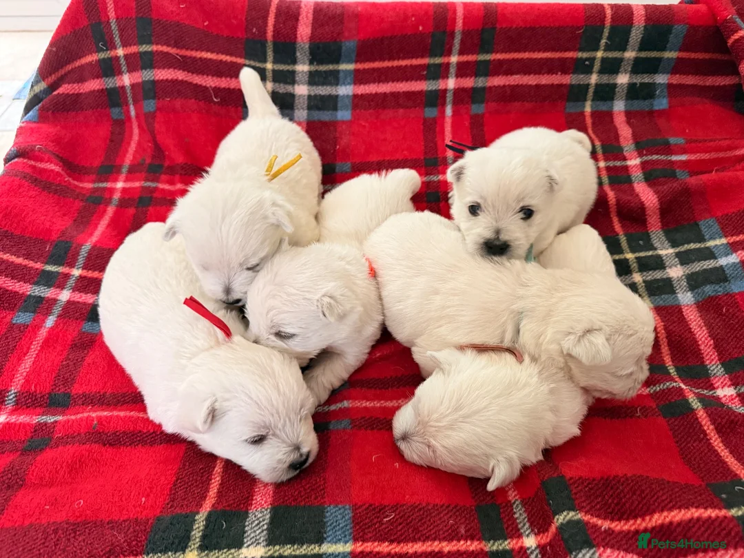 West Highland Terrier dogs for sale: West Highland White Terrier Pups - Advert 2