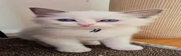 Ragcoon cats for sale: Ragdoll x Main Coon Beautiful Kittens - Advert 7