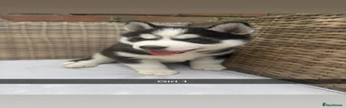 Siberian Husky Puppy female 1