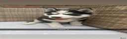 Siberian Husky dogs for sale: 4 beautiful huskies for sale in Dagenham - Advert 15