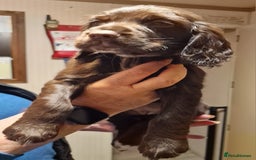 Cocker Spaniel dogs for sale: Working cocker spaniel puppies - Image 3