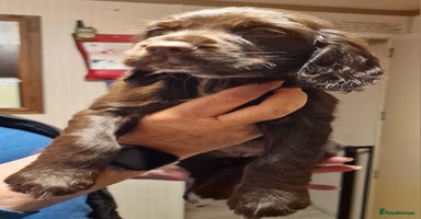 Cocker Spaniel dogs Working cocker spaniel puppies - Advert 4