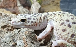 Gecko reptiles for sale: Crested and Leopard geckos available - Advert 1