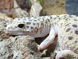 Gecko reptiles Crested and Leopard geckos available - Advert 10