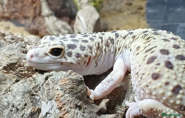 Gecko reptiles Crested and Leopard geckos available - Advert 2