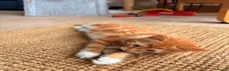 Mixed Breed cats for sale: Adorable Fluffy Kittens!  in Uckfield - Advert 4
