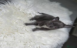 Chihuahua dogs for sale: Beautiful blue chihuahua puppy ready to leave now  - Image 2