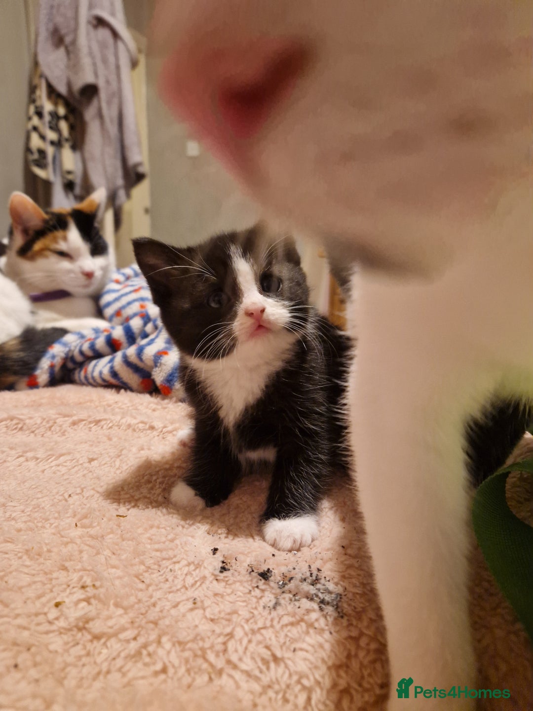 Mixed Breed cats for sale: Playful kittens looking for their furever homes  - Advert 10
