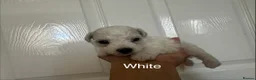 Bichon Frise dogs for sale: Bichon Frise 2 boys 3 girls - Advert 39