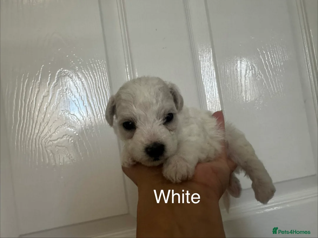 Bichon Frise dogs for sale: Bichon Frise 2 boys 3 girls - Advert 39
