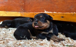 Rottweiler dogs for sale: Top Quality Rottweiler Puppies - Image 7