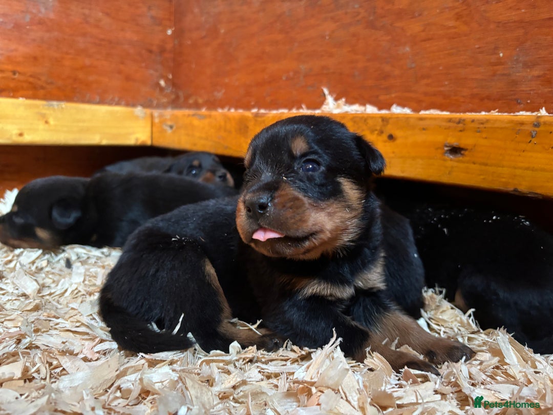 Rottweiler dogs for sale: Top Quality Rottweiler Puppies - Image 7