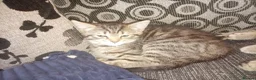 Mixed Breed cats for sale: 2 female kittens for sale - Advert 4