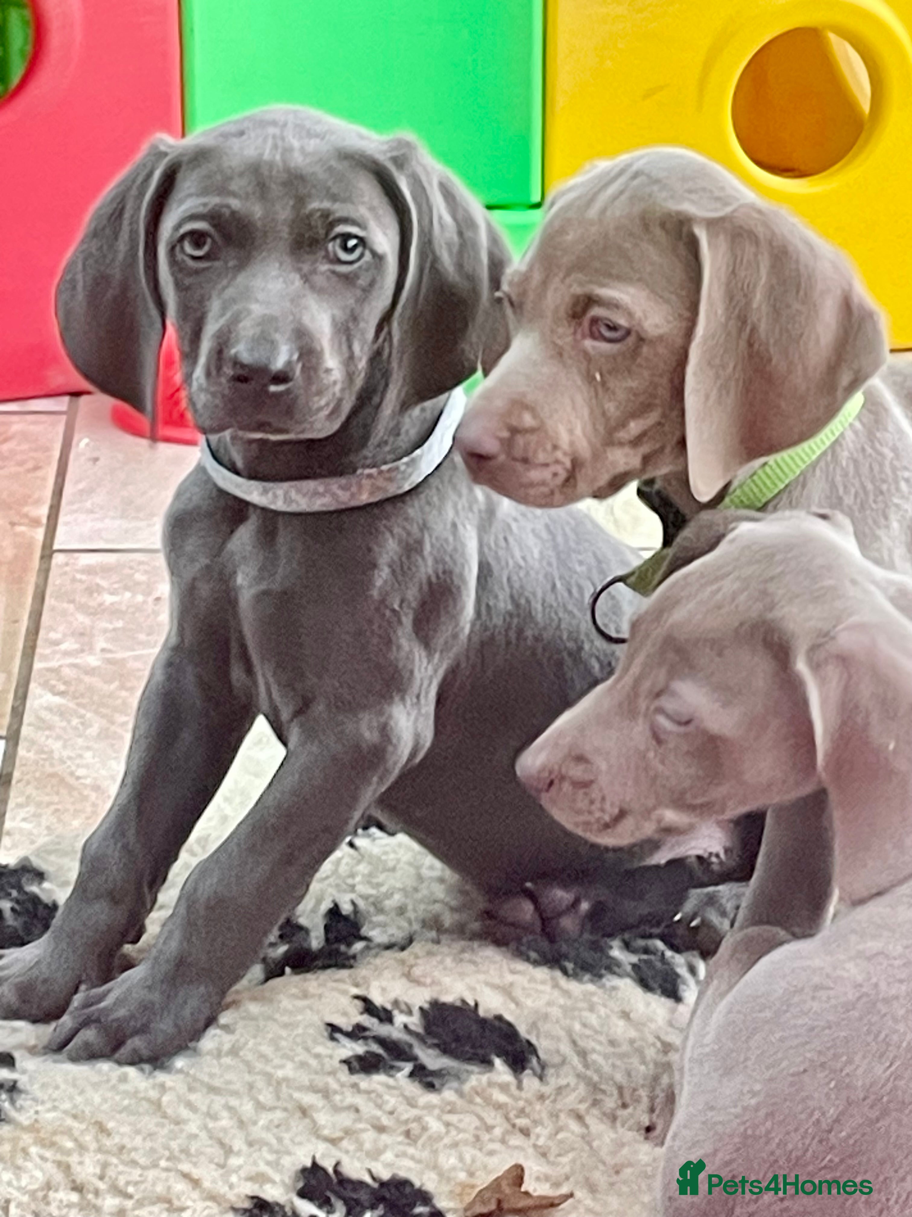 Weimaraner dogs Weimaraner kc registered  - Advert 1