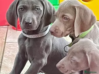 Weimaraner dogs Weimaraner kc registered - Advert 1