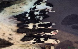 Standard Poodle dogs for sale: Stunning kc standard poodle puppies ready now - Image 1