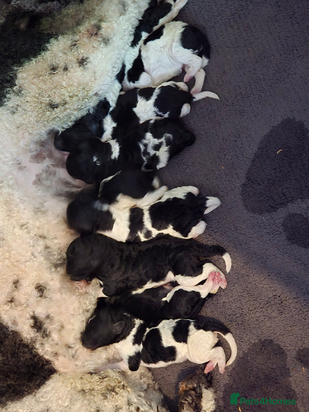 Standard Poodle dogs for sale: Stunning kc standard poodle puppies ready now - Image 1