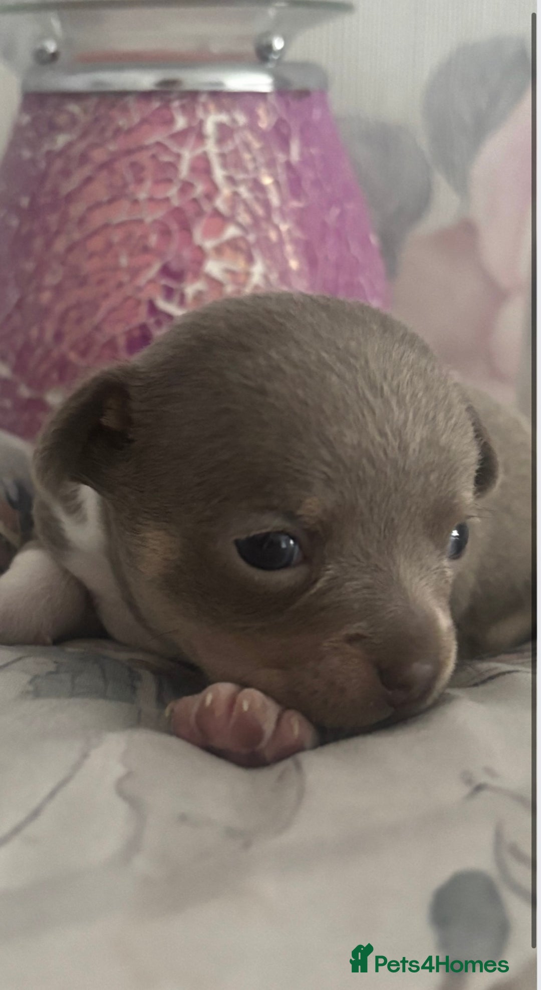Chihuahua dogs for stud: Proven Lilac KC registered chihuahua for stud  in Liverpool - Image 25