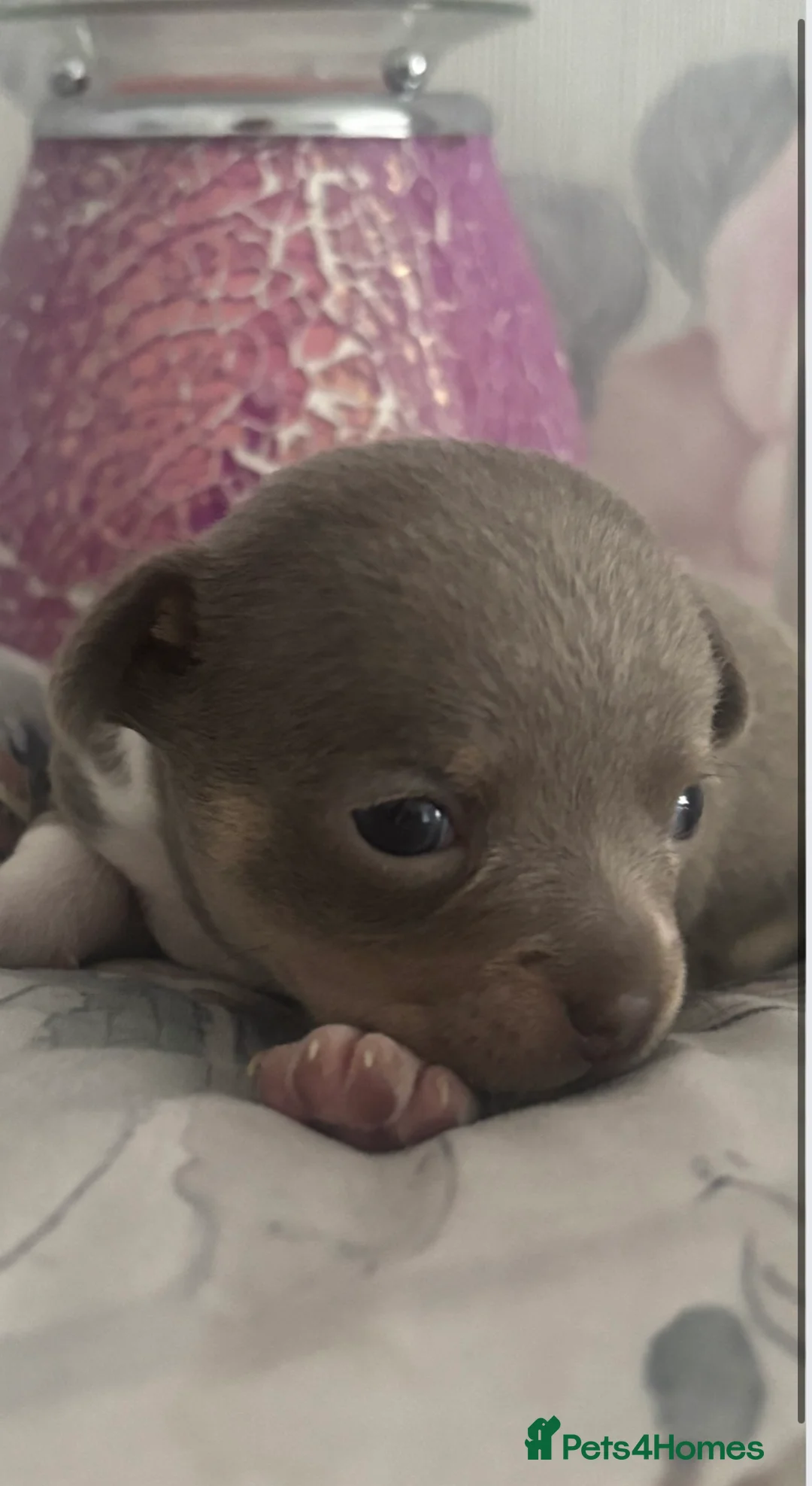 Chihuahua dogs for stud: Proven Lilac KC registered chihuahua for stud  in Liverpool - Advert 26