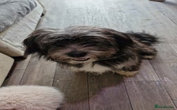 Pomchi dogs for sale: Pomchic pup  - Image 2