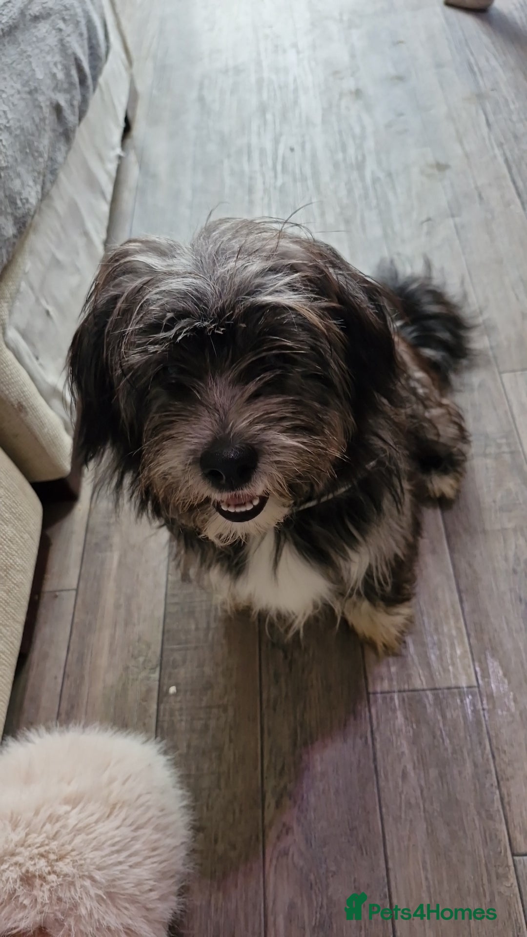 Pomchi dogs for sale: Pomchic pup  - Image 2