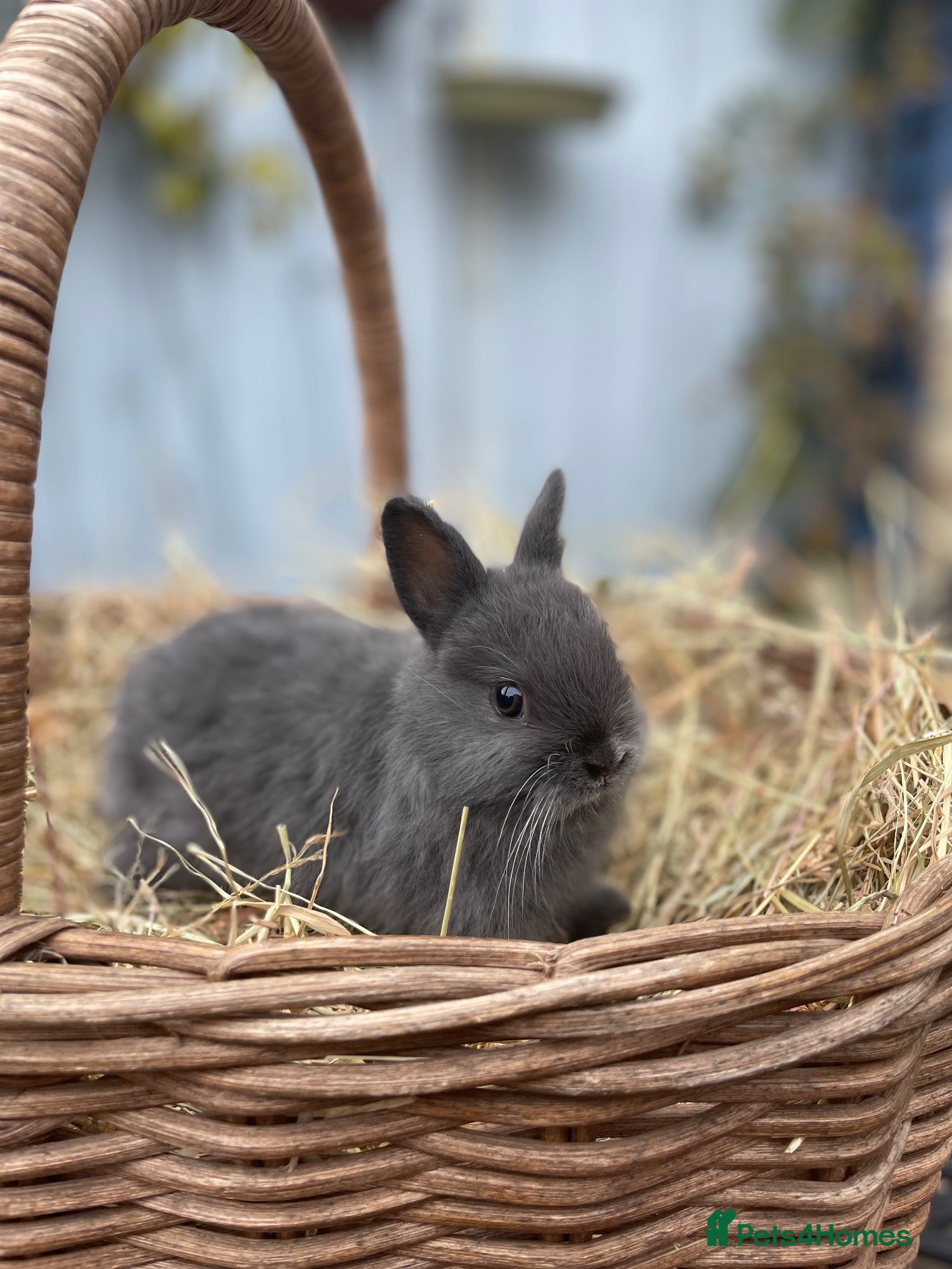 Netherland Dwarf rabbits Netherland Dwarf Bunny and Mixed bred females - Advert 19