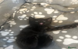 American Shorthair cats for sale: American short haired cross Norwegian forest cat - Image 10