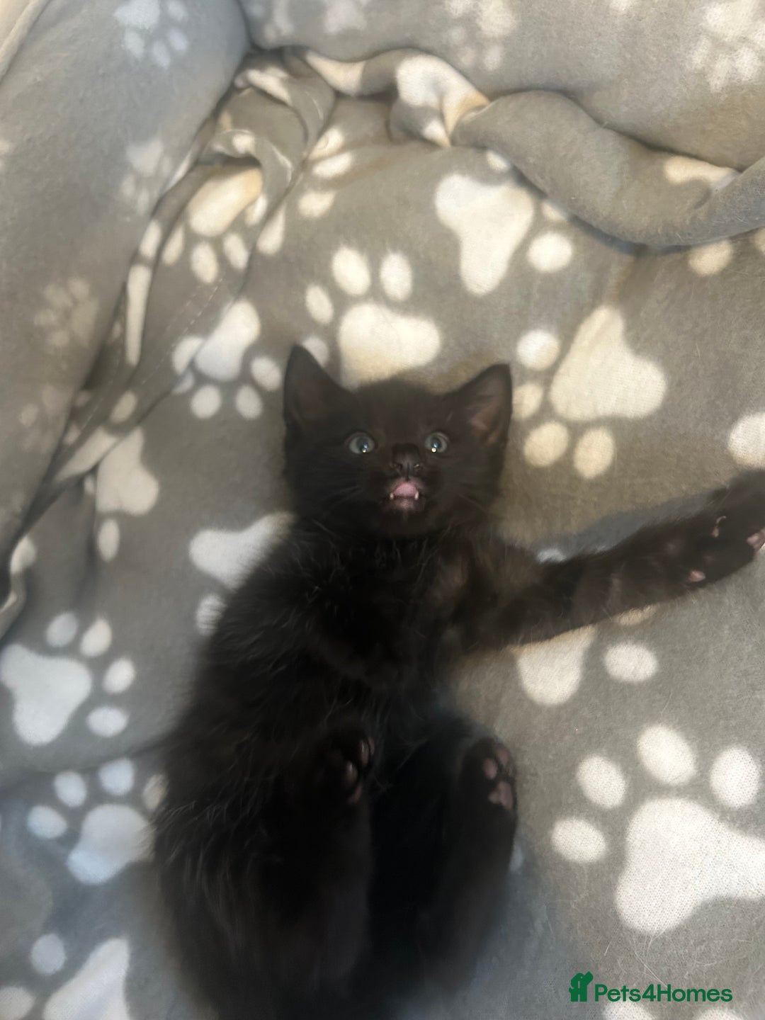 American Shorthair cats for sale: American short haired cross Norwegian forest cat - Image 10