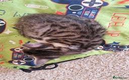 Bengal cats for sale: 4 bengal cross tabby kittens  - Image 17