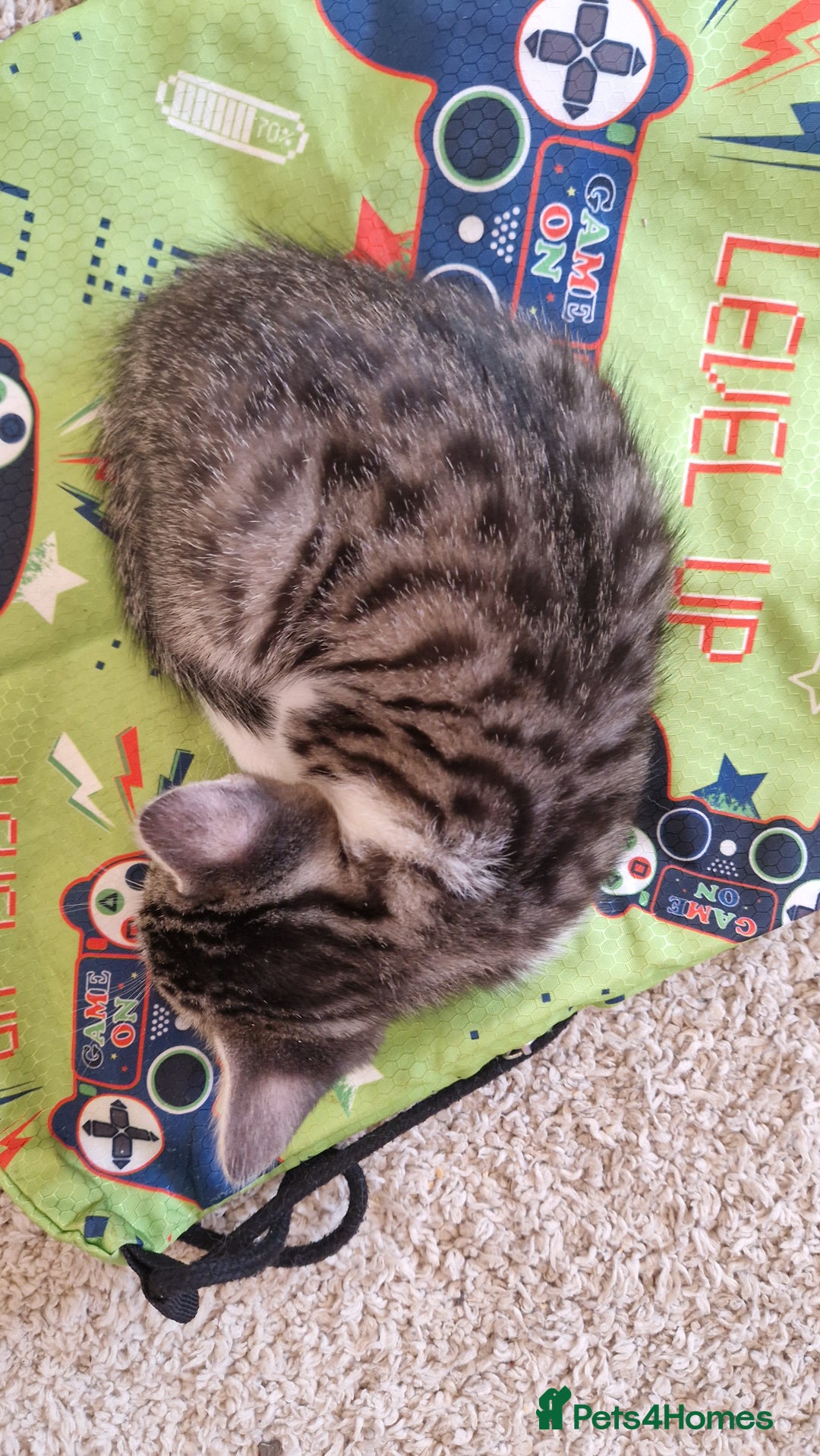 Bengal cats for sale: 4 bengal cross tabby kittens  - Image 17