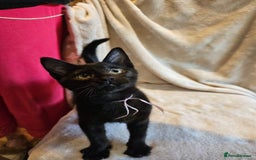 Domestic Shorthair cats for sale: Kitten-boy - Advert 4