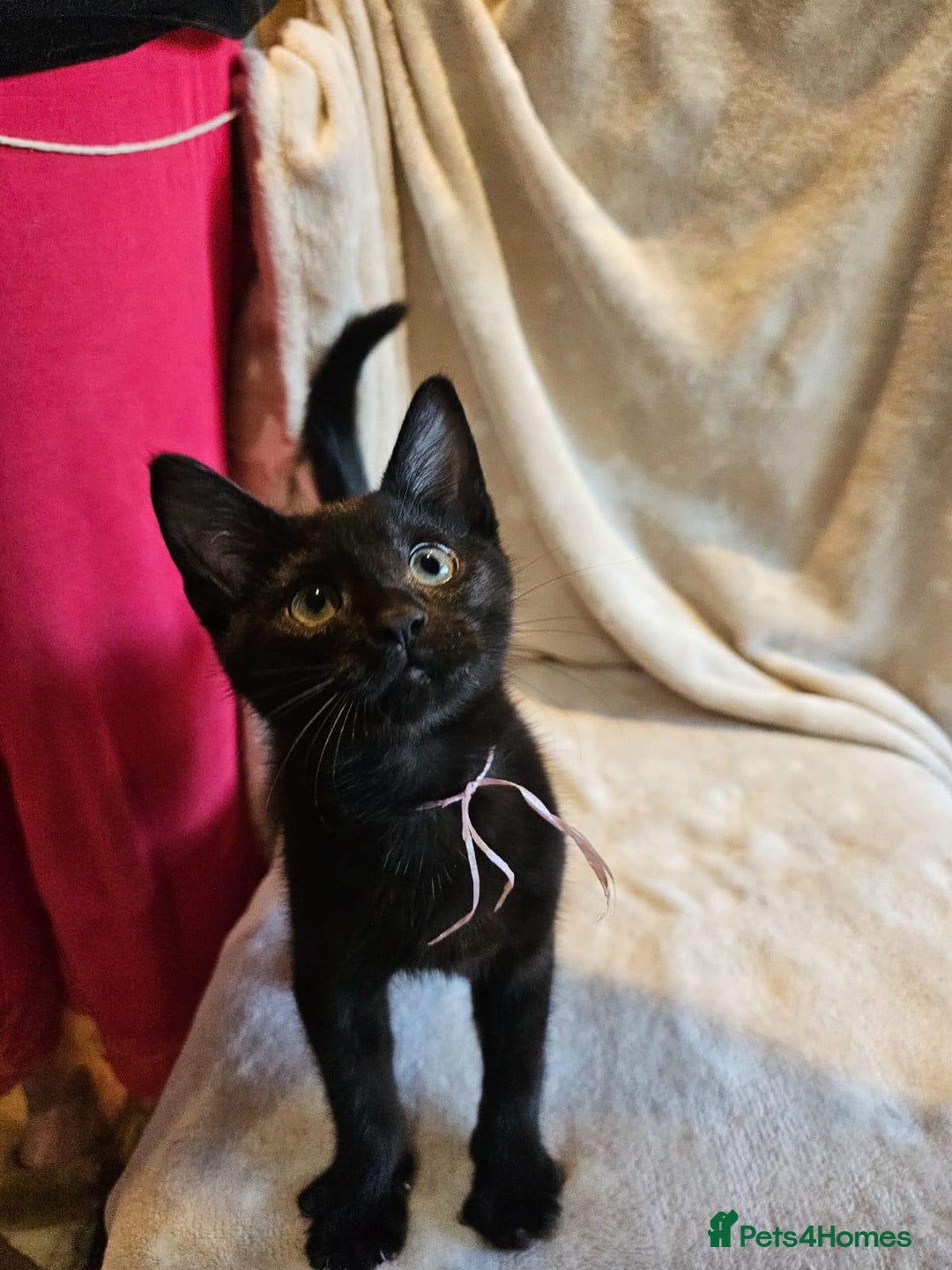 Domestic Shorthair cats for sale: Kitten-boy - Advert 4