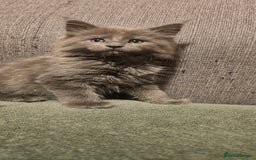 Maine Coon cats for sale: Purebred Maine Coon kittens from pedigree parents  in Lichfield - Image 28