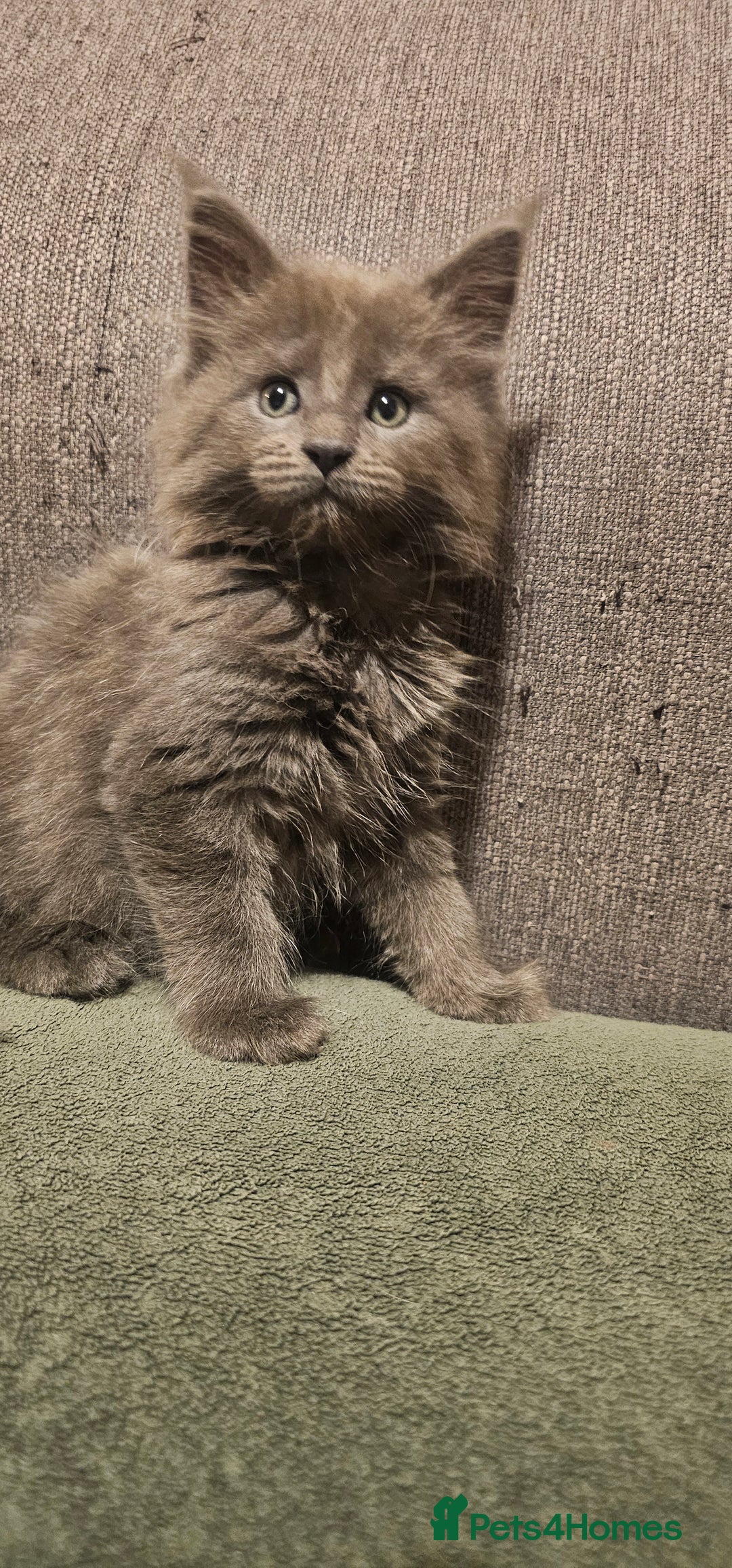 Maine Coon cats for sale: Purebred Maine Coon kittens from pedigree parents  in Lichfield - Image 28