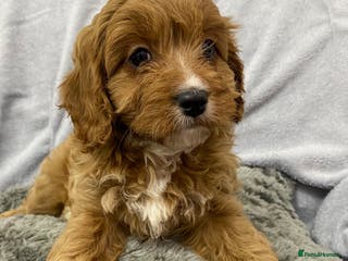 Cavapoo dogs Cute Cavapoo - Advert 2