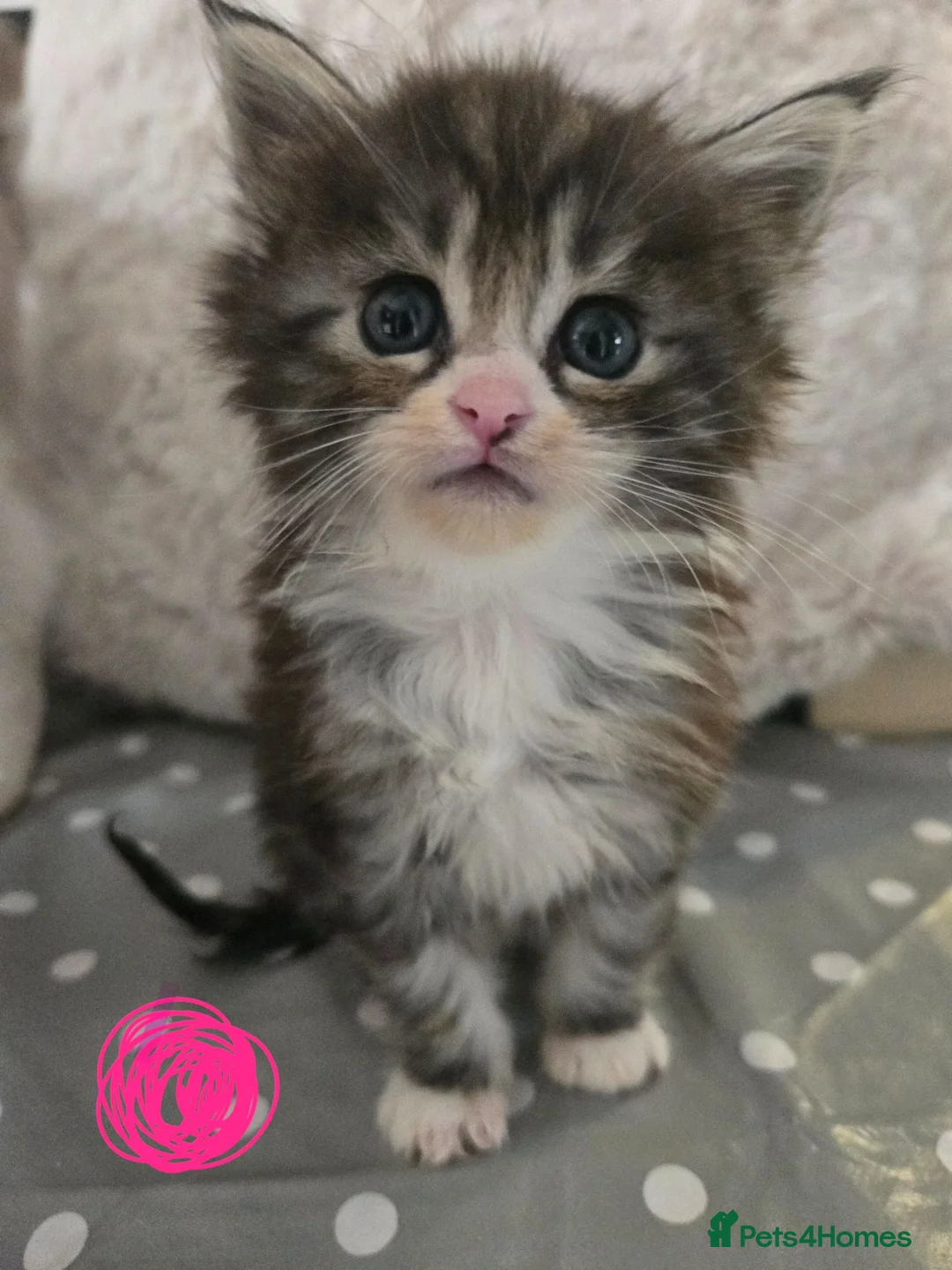 Maine Coon cats for sale: Maine Coon x Ragdoll - Advert 1