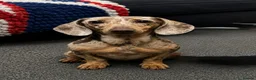 Miniature Dachshund dogs for sale: ❤️Adorable Isabella Miniature Dachshund Puppies 🐶 - Advert 40