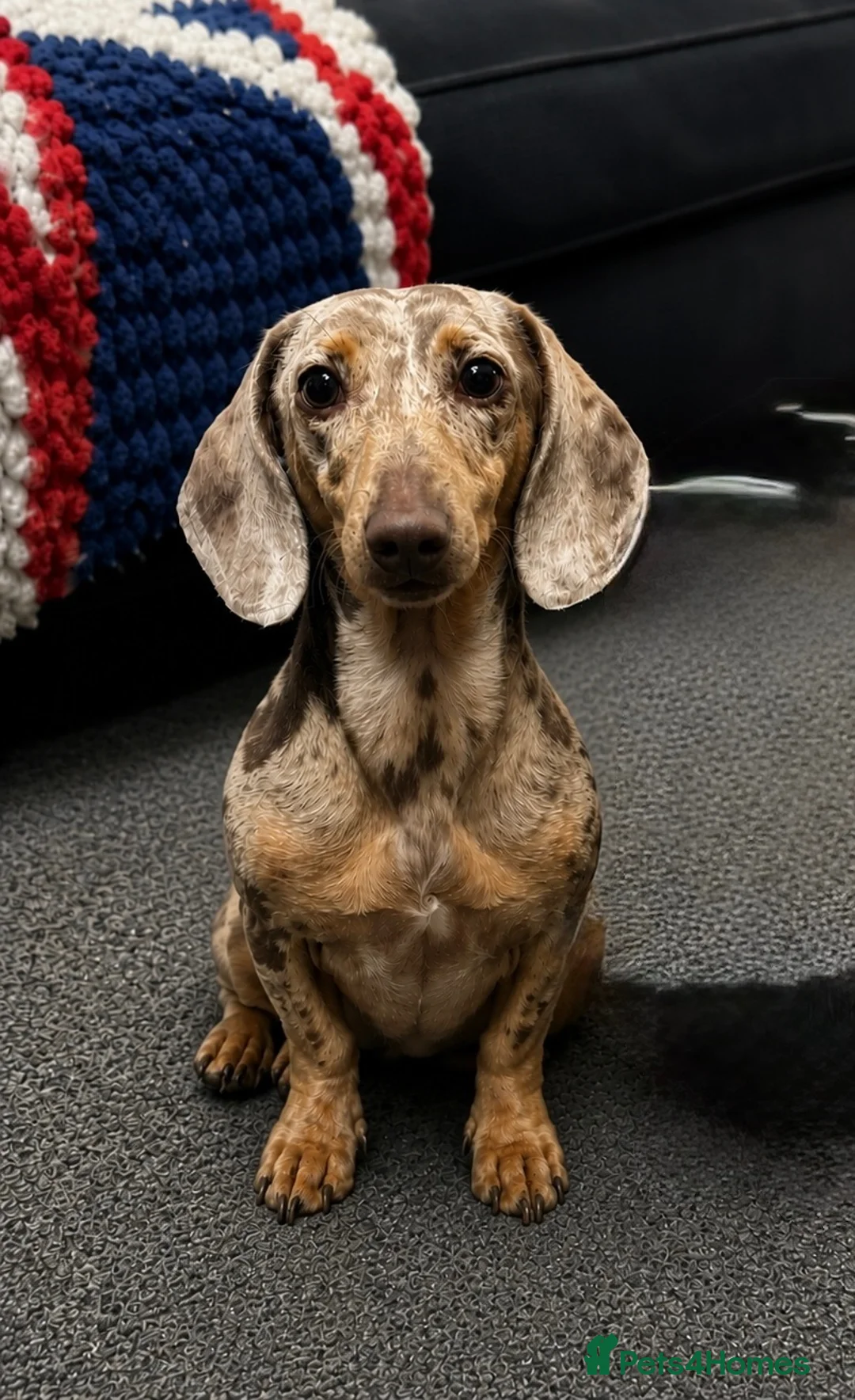 Miniature Dachshund dogs for sale: ❤️Adorable Isabella Miniature Dachshund Puppies 🐶 - Advert 40