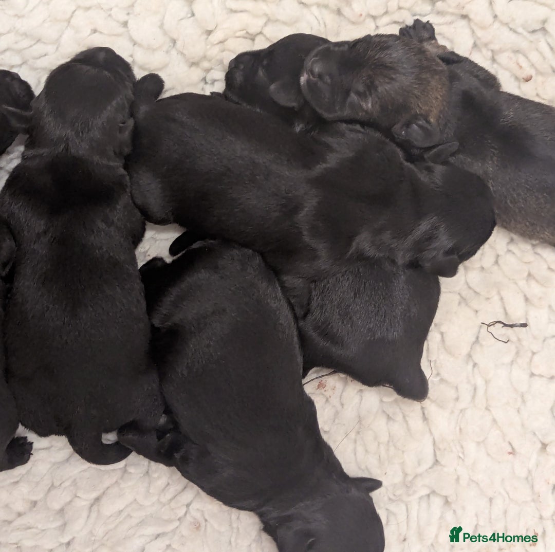 Miniature Schnauzer dogs for sale: Fully Health Tested,Kc Reg'd Mini Schnauzer Pups  - Image 6