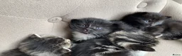 Mixed Breed cats for sale: Adorable Kittens for Sale! in Isleworth - Advert 15