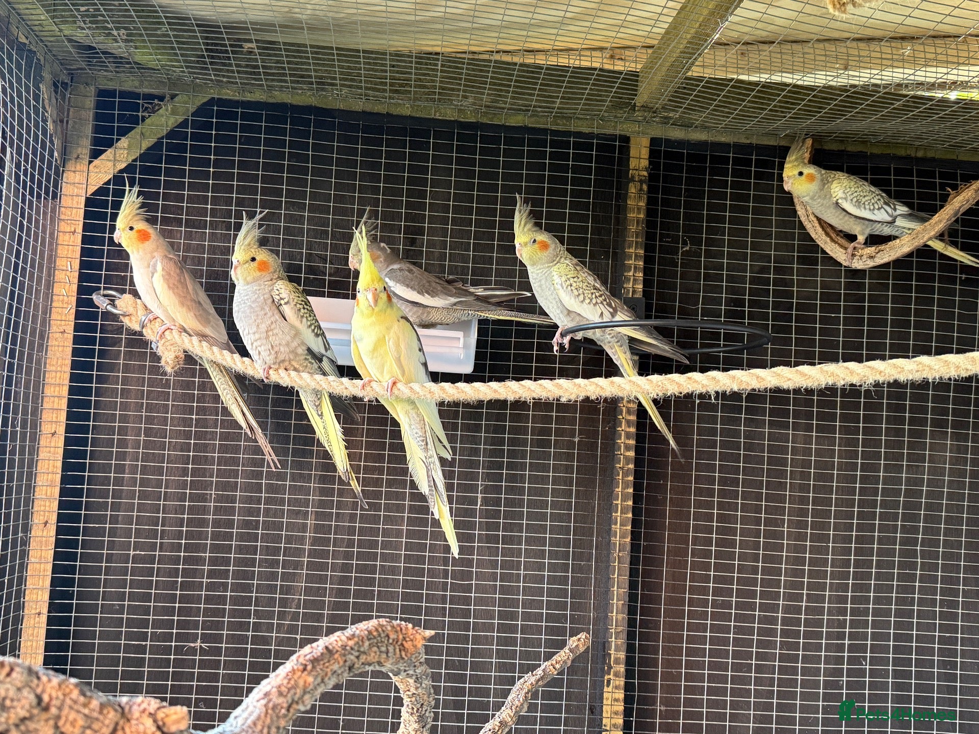 Cockatiels birds 7 Cockatiels  - Advert 9