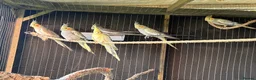 Cockatiels birds for sale: 7 Cockatiels  - Advert 1