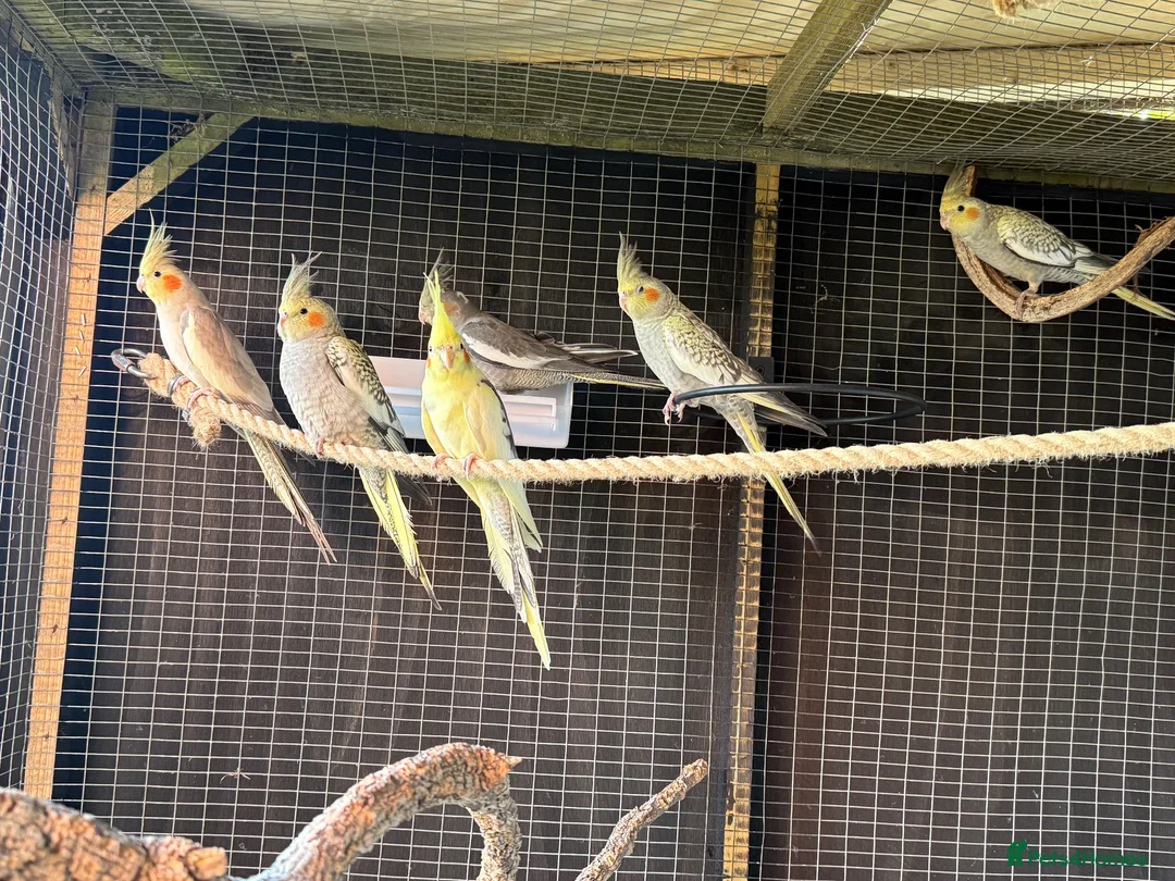 Cockatiels birds for sale: 7 Cockatiels  - Advert 1