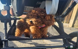 Toy Poodle dogs for sale: Beautiful Asian Poodle Female *DNA CLEAR* - Image 1